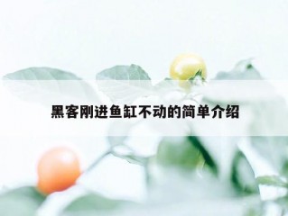 黑客刚进鱼缸不动的简单介绍